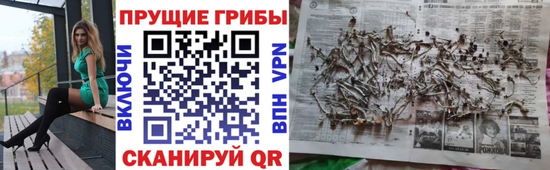 Псилоцибиновые грибы Magic Shrooms  blacksprut онион  Кириллов 